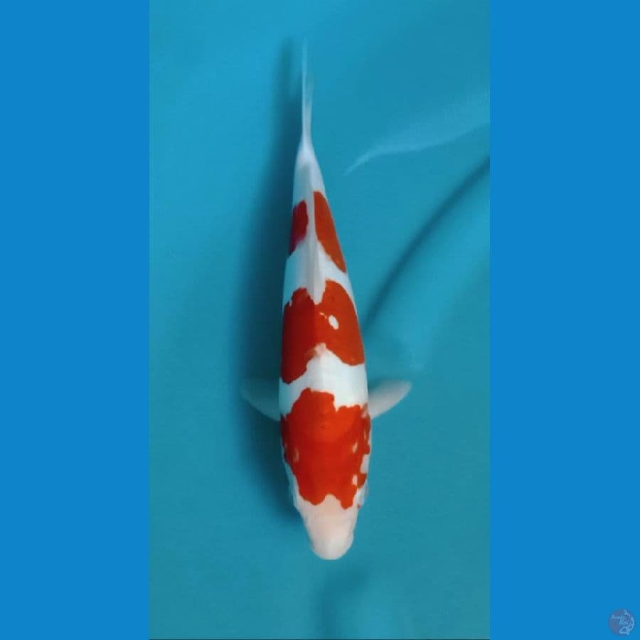 kohaku doitsu