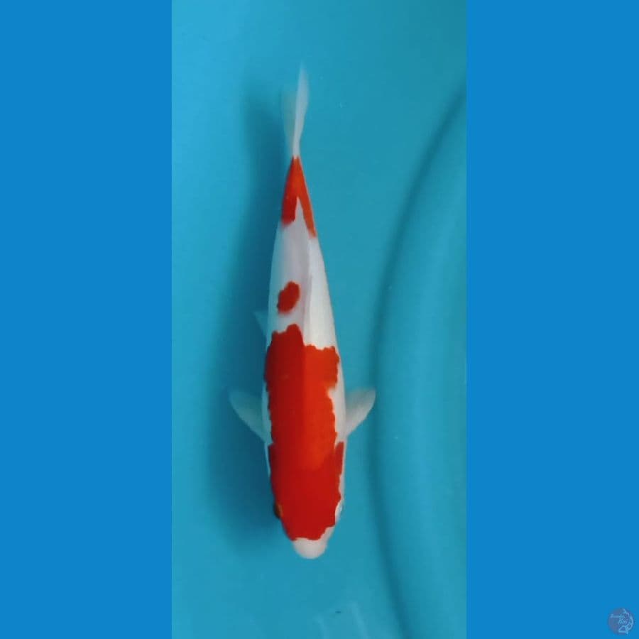kohaku