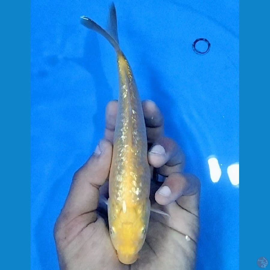 KARASHI 20CM