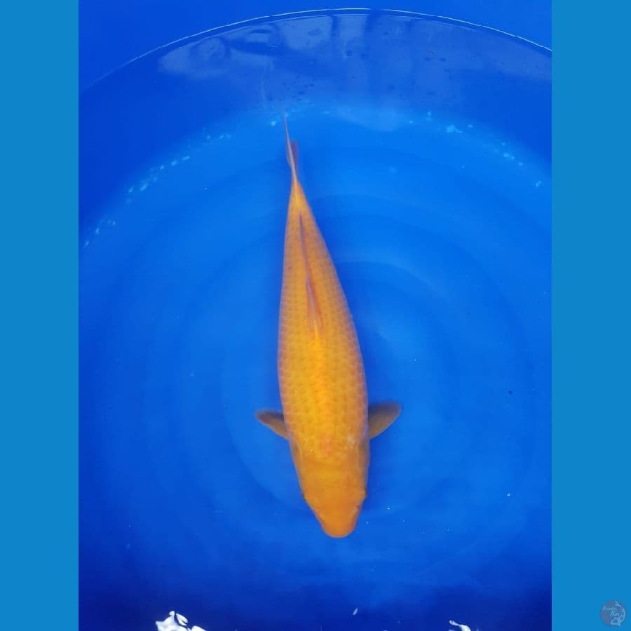 Karasi manggo 45cm mata merah bulky
