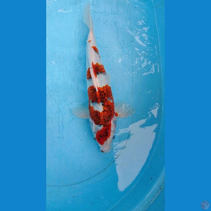 GOROMO 35 CM