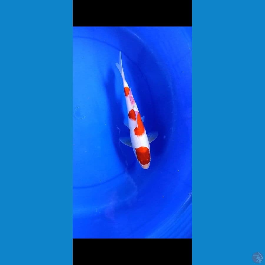 kohaku 30BU