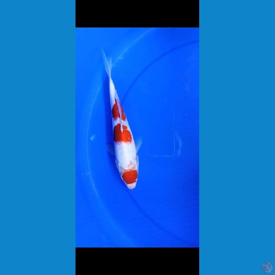 kohaku