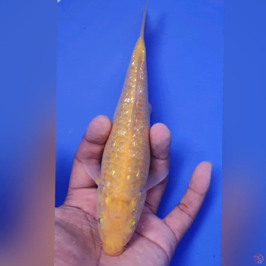 KARASI MM GINDRIN 20CM