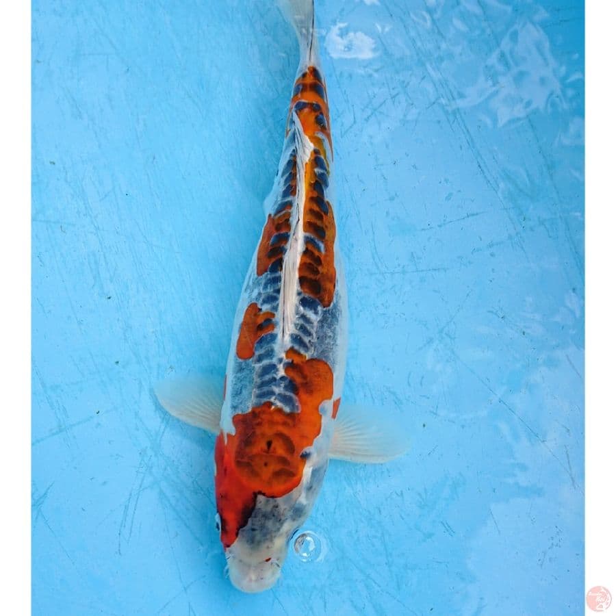 BENIKIKO 35 CM