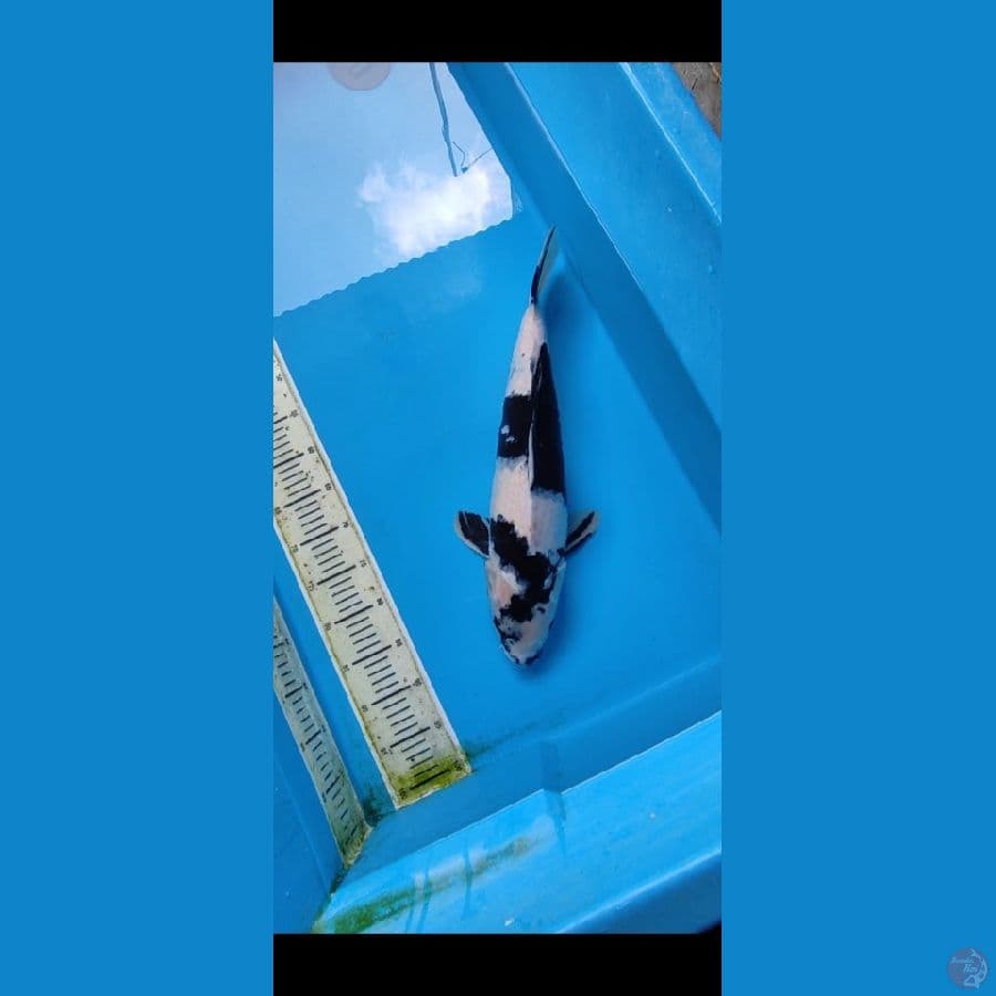 HiTAMPUTIH_ 50 CM FAMALE