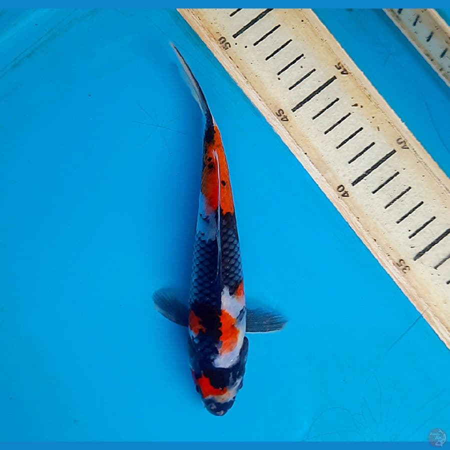 Maruten showa 19cm