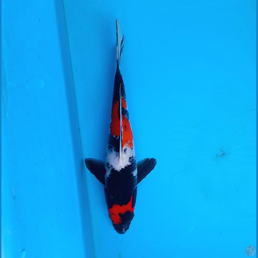 Maruten showa 21cm