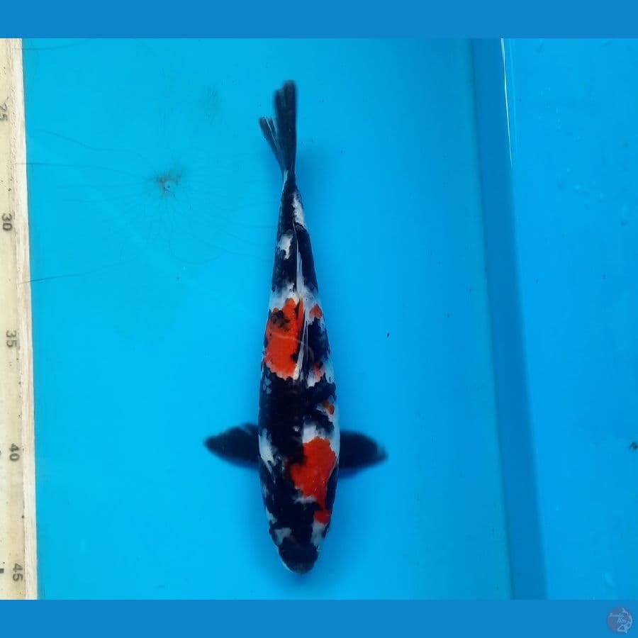 Flash Showa 21cm