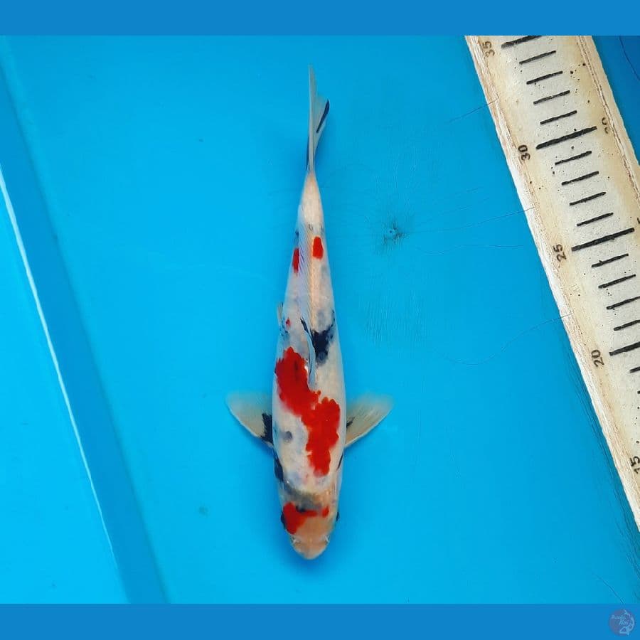 Kindai showa 20cm 