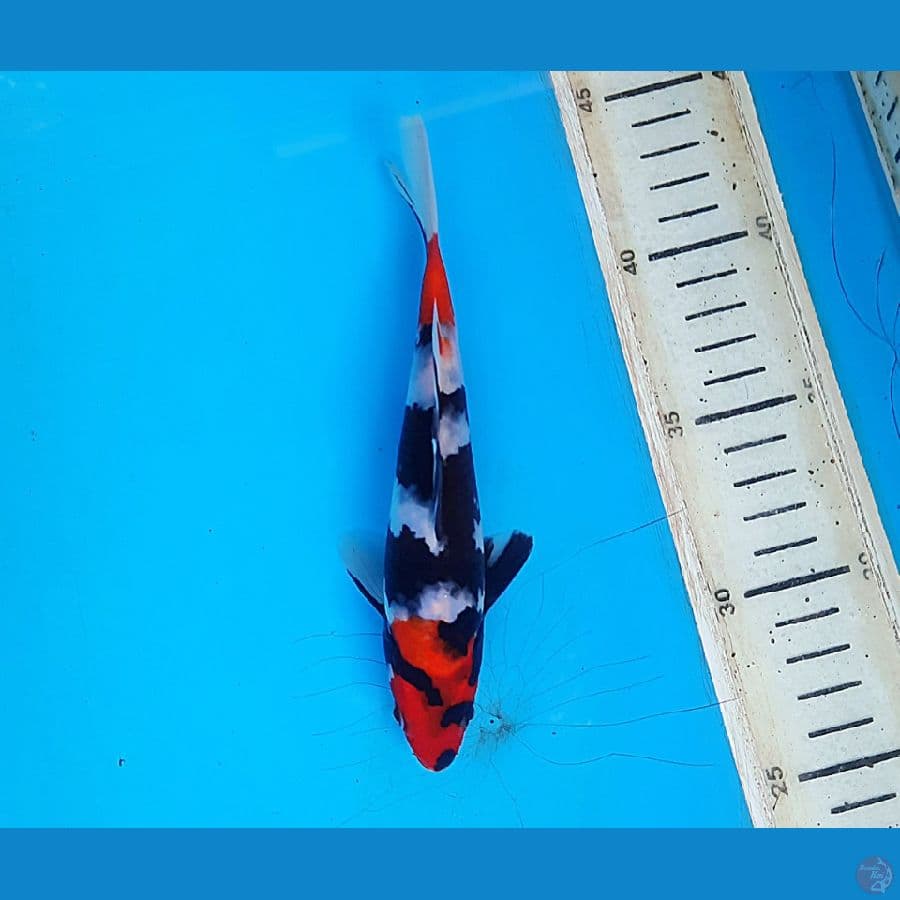 Showa 18cm