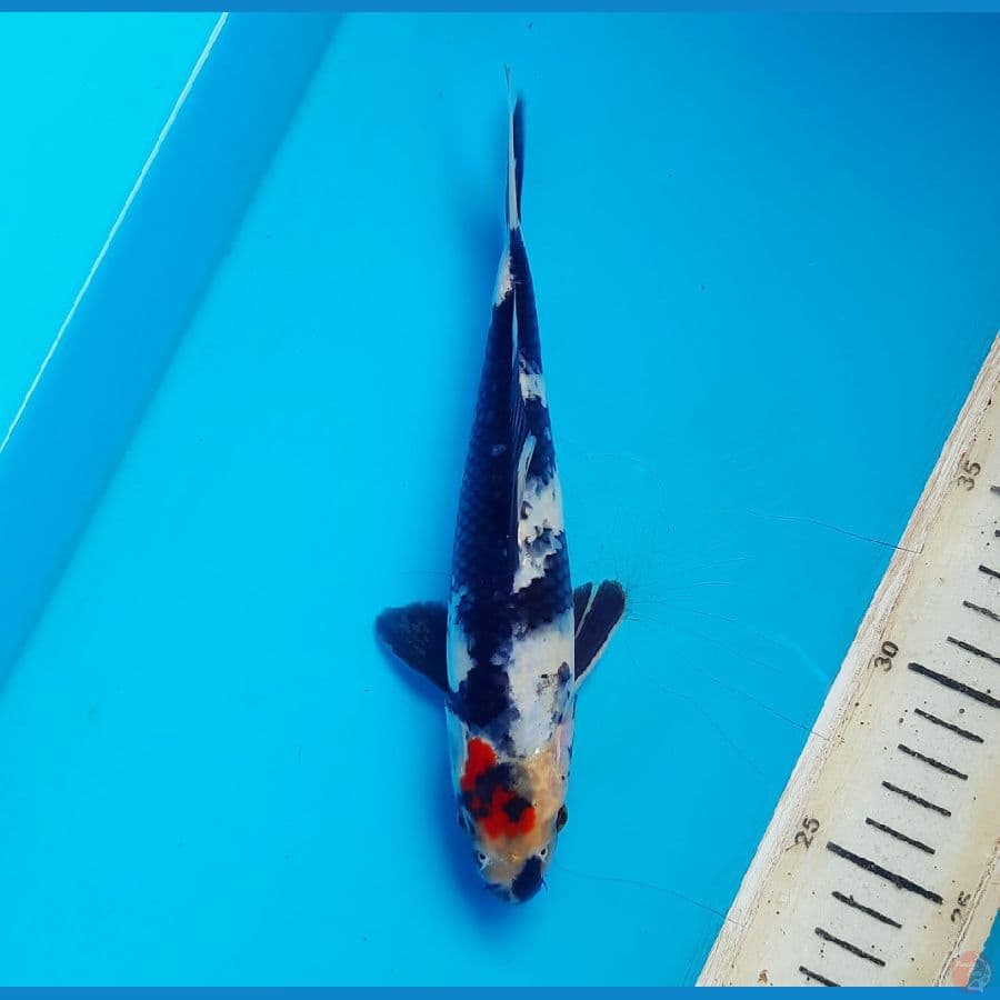 Tancho showa 21cm