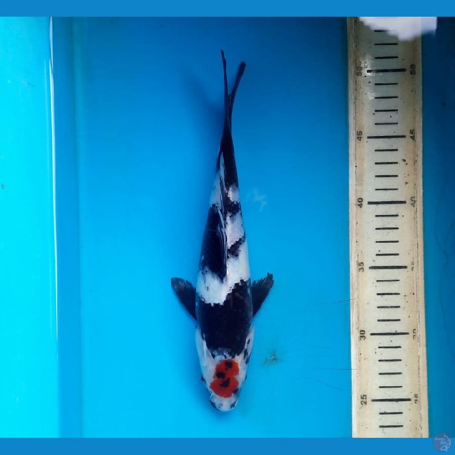 Tanxho showa 25cm 