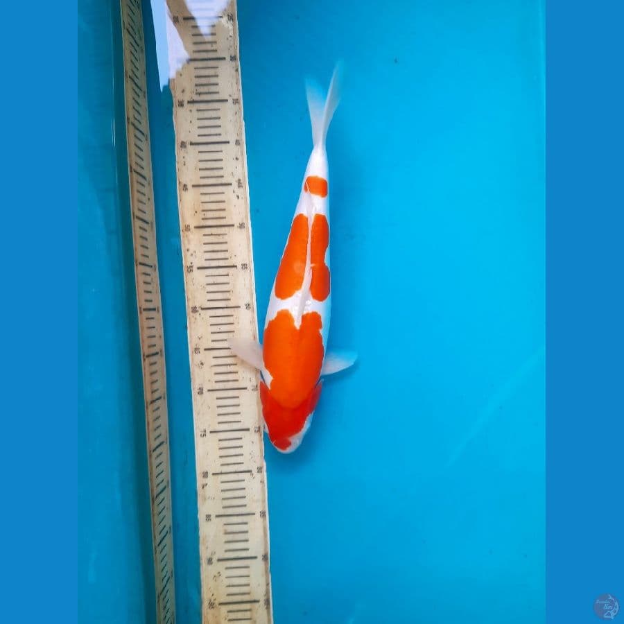 SQ Kohaku doitsu 43cm Female