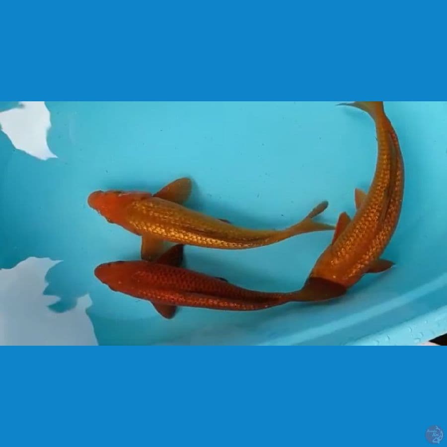 3 chagoi ginrin 32-35 cm