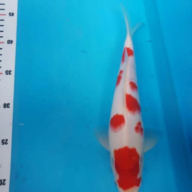 SAKURA KOHAKU