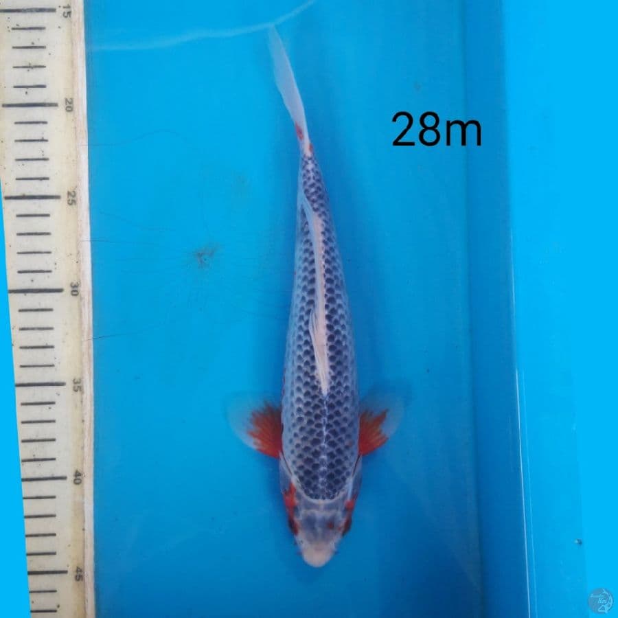 asagi, 28cm male