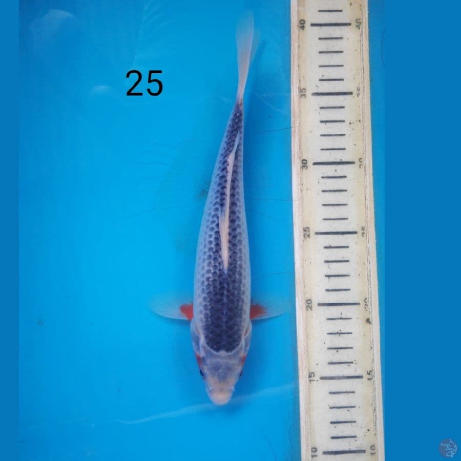asagi, 25cm
