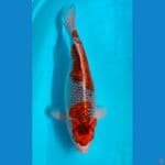 GOSHIKI 44CM / FEMALE