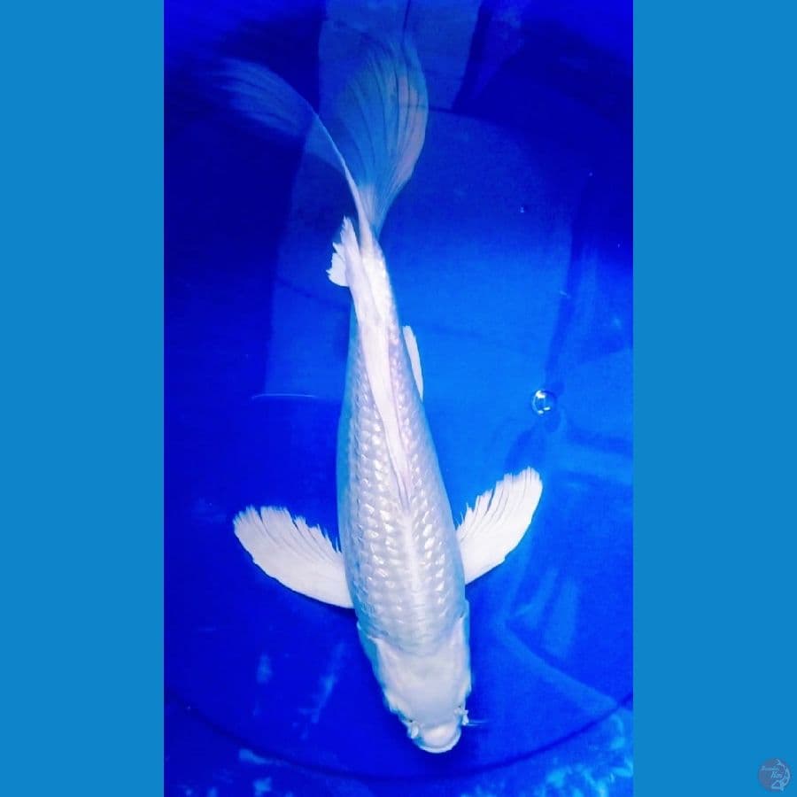 platinum ginrin kumpay punuk bullky 35cm