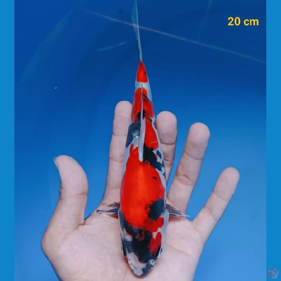 Showa Doit 20 cm