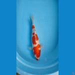 kohaku 37 cm