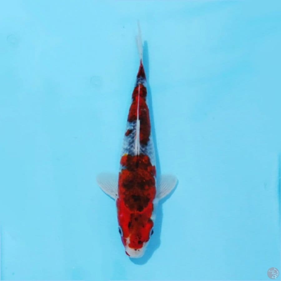 ٦. goshiki male size 23cm 