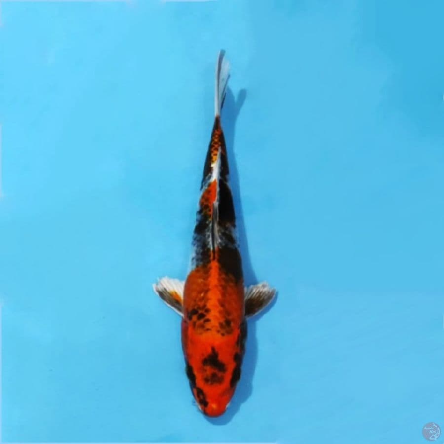 ٧. hikari showa antik size 23cm fm
