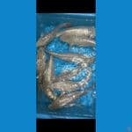 paket 10 ekor 28-35 breeder Bima Raditya