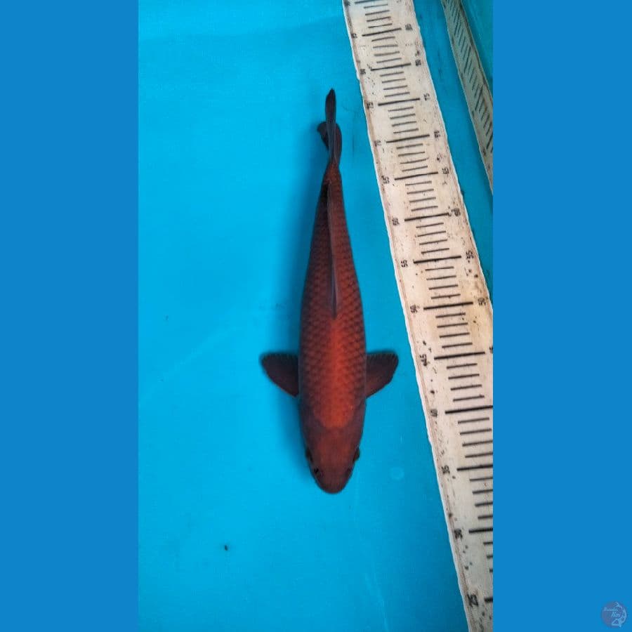 chagoi tembaga 38cm M