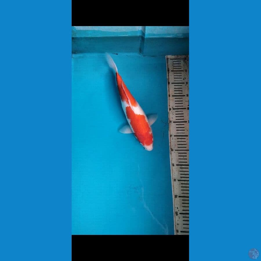 kohaku 37cm F