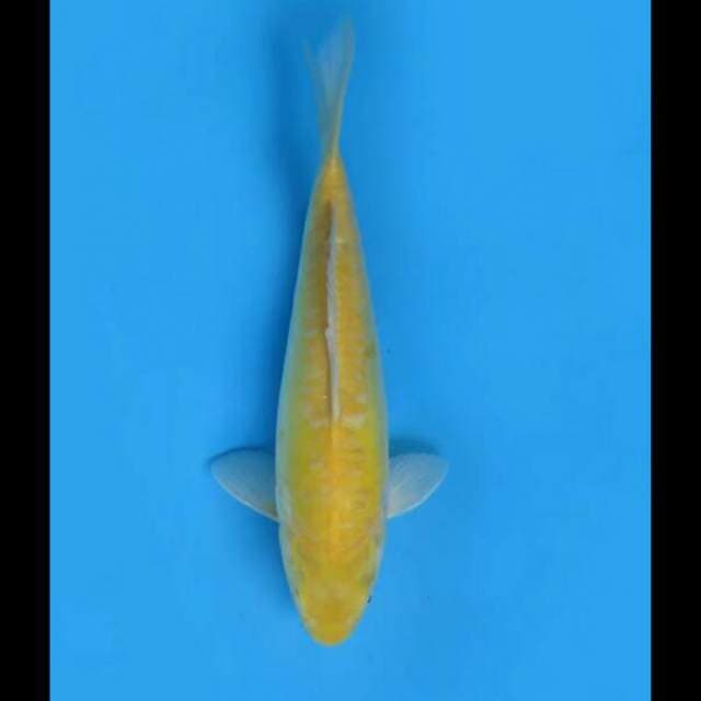 36cm Female - Karasigoi Doitsu Prospek