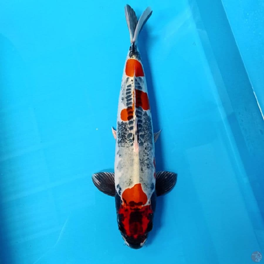 Beni Kikoryun 46cm jantan