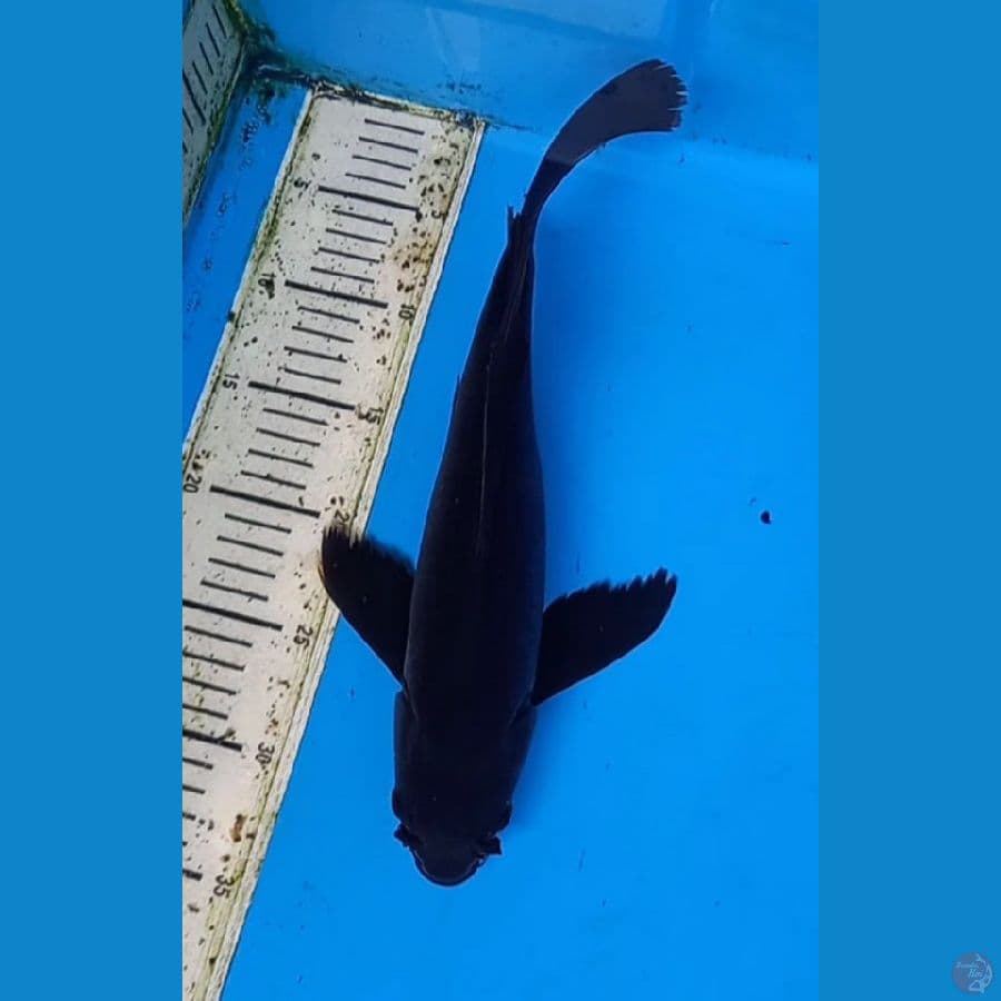 karasu kumpai 34cm male