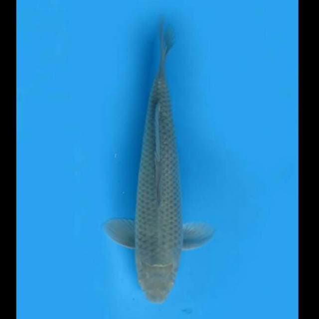 37cm Male - Soragoi Calon Tidak Bocor 