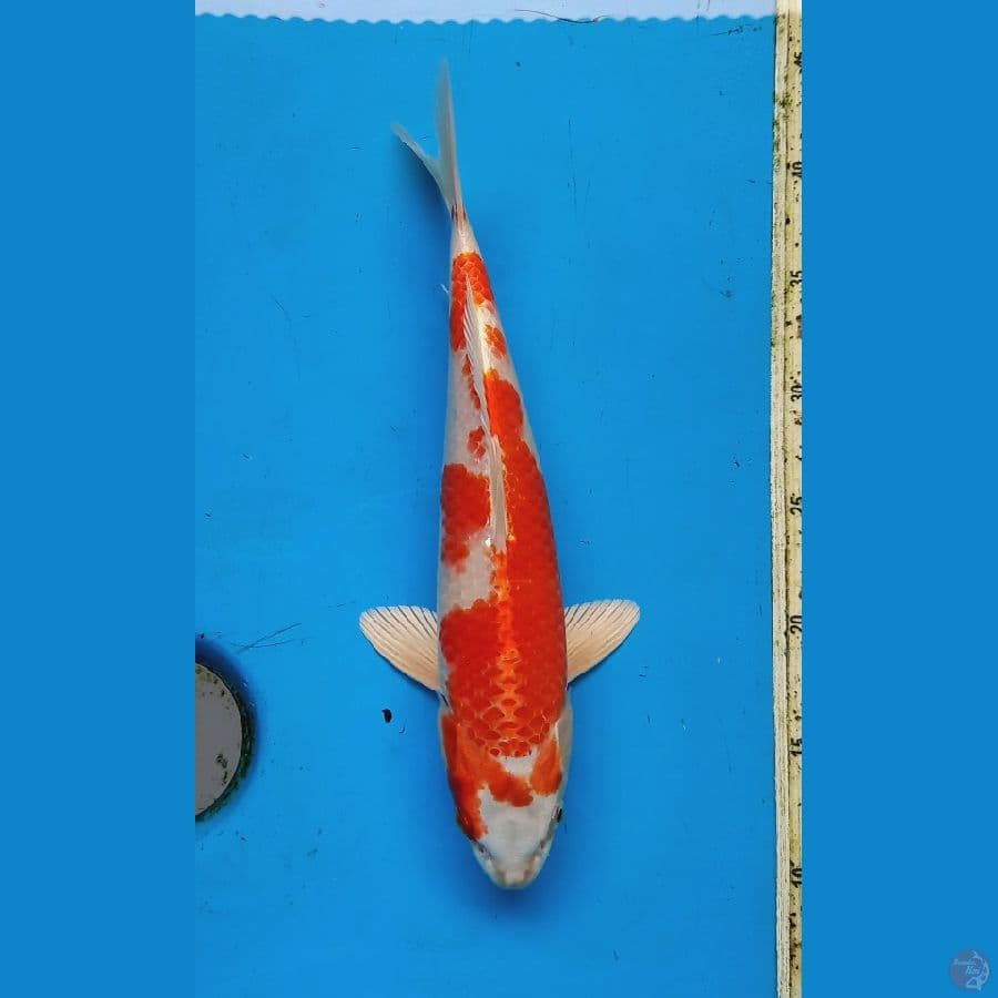 sakura ogon 32cm male
