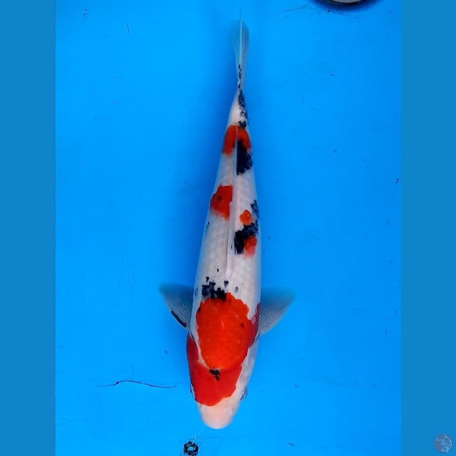sanke tategoi 29cm male