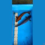 duo penjinak.... 31-33cm