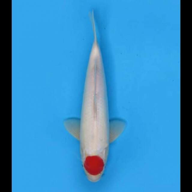 29cm Male - Hinomaru Tancho Kohaku 