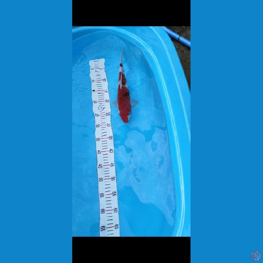 #IAGOROMO #SIZE 35 CM #SEX JANTAN #VIDEO LEBIH JELASNYA VIA WA BOSKU