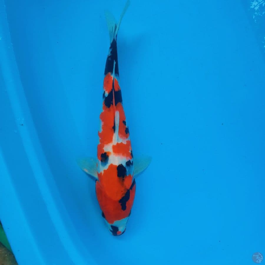 Showa female 38 cm