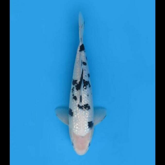 31cm Male - Bekko Ginrin Sq 