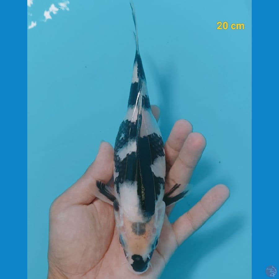 Shot Body 20 cm