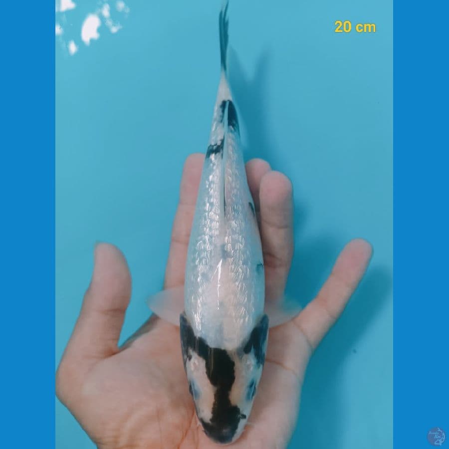 Shiro Ginrin 20 cm