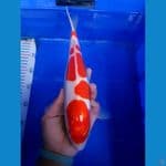 Kohaku doitsu fimale 32cm