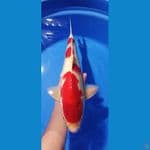 kohaku 45 cm