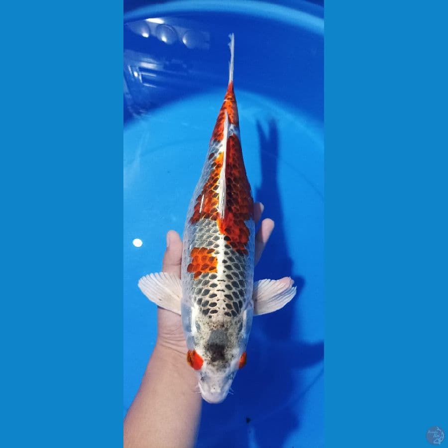 kujaku mata merah 39 cm 