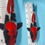 SHOWA SQ ORI //M.31 CM 