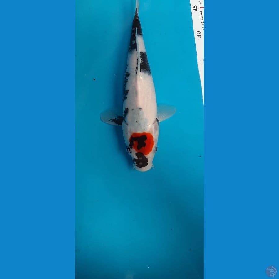original tanco showa 30cm female