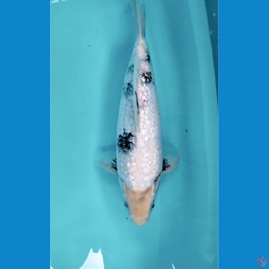 Shiro tategoi Ginrin Male 35cm...